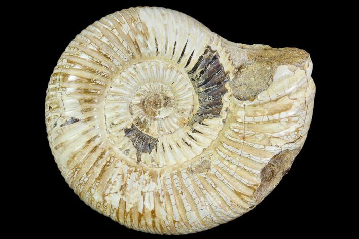 Polished Jurassic Ammonite (Perisphinctes) - Madagascar #104939
